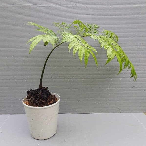 亜熱帯のシダ リュウビンタイ 奄美大島産 B 短身茎 レア - メルカリ