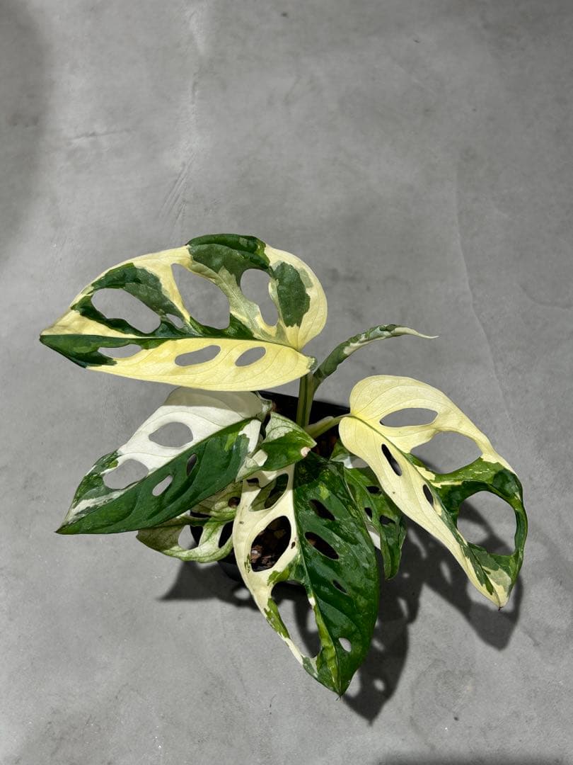 マドカズラ　斑入り 園芸ネット本店｜マドカズラ：斑入り 3号25-04 の通販【公式】