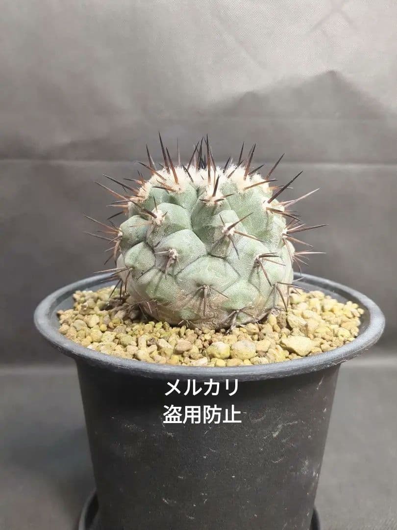 Copiapoa　コピアポア シネレア　黒王丸　美株 copiapoa chinerea コピアポア シネレア 黒王丸【観葉植物】【 鉢