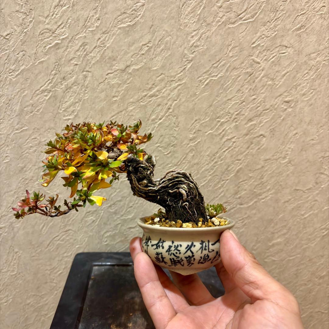 樹高8㎝　根上がりミヤマキリシマ　ピンク　小品　盆栽　黒松　真柏　五葉松 樹高8㎝ 根上がりミヤマキリシマ ピンク 小品 盆栽 黒松 真柏 五葉松