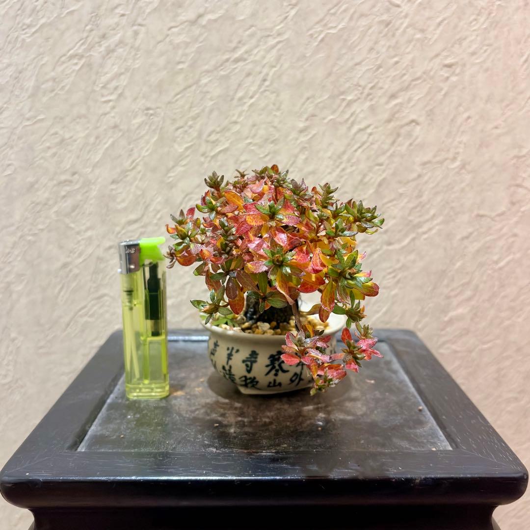 樹高8㎝ 根上がりミヤマキリシマ ピンク 小品 盆栽 黒松 真柏 五葉松