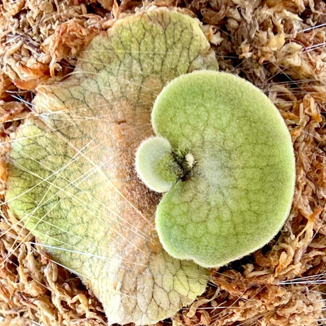 OC子株 platycerium elsa エルサ8pupビカクシダコウモリラン - メルカリ