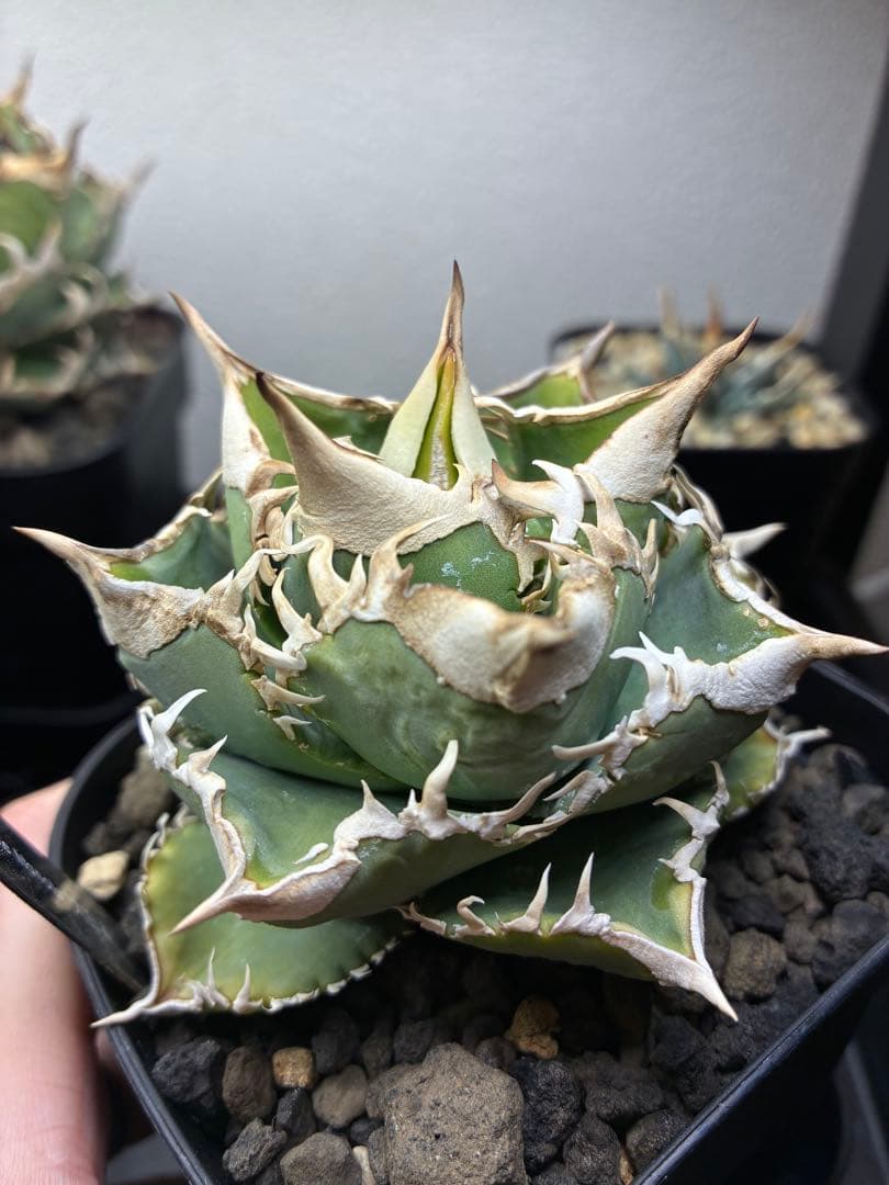 アガベ 大白鯊 子株 LIZE血統 - メルカリ