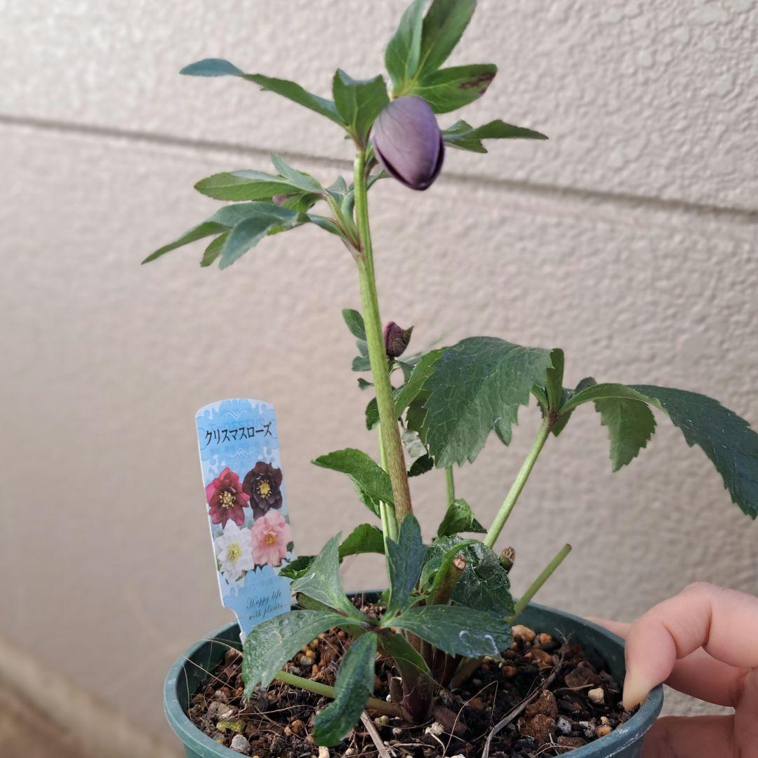クリスマスローズ開花予定株 ダブル2株セット！ - メルカリ