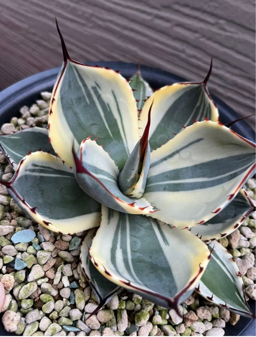 特別価格❗️】 アガベ パリー トランカータ オリザバ 本物 - メルカリ