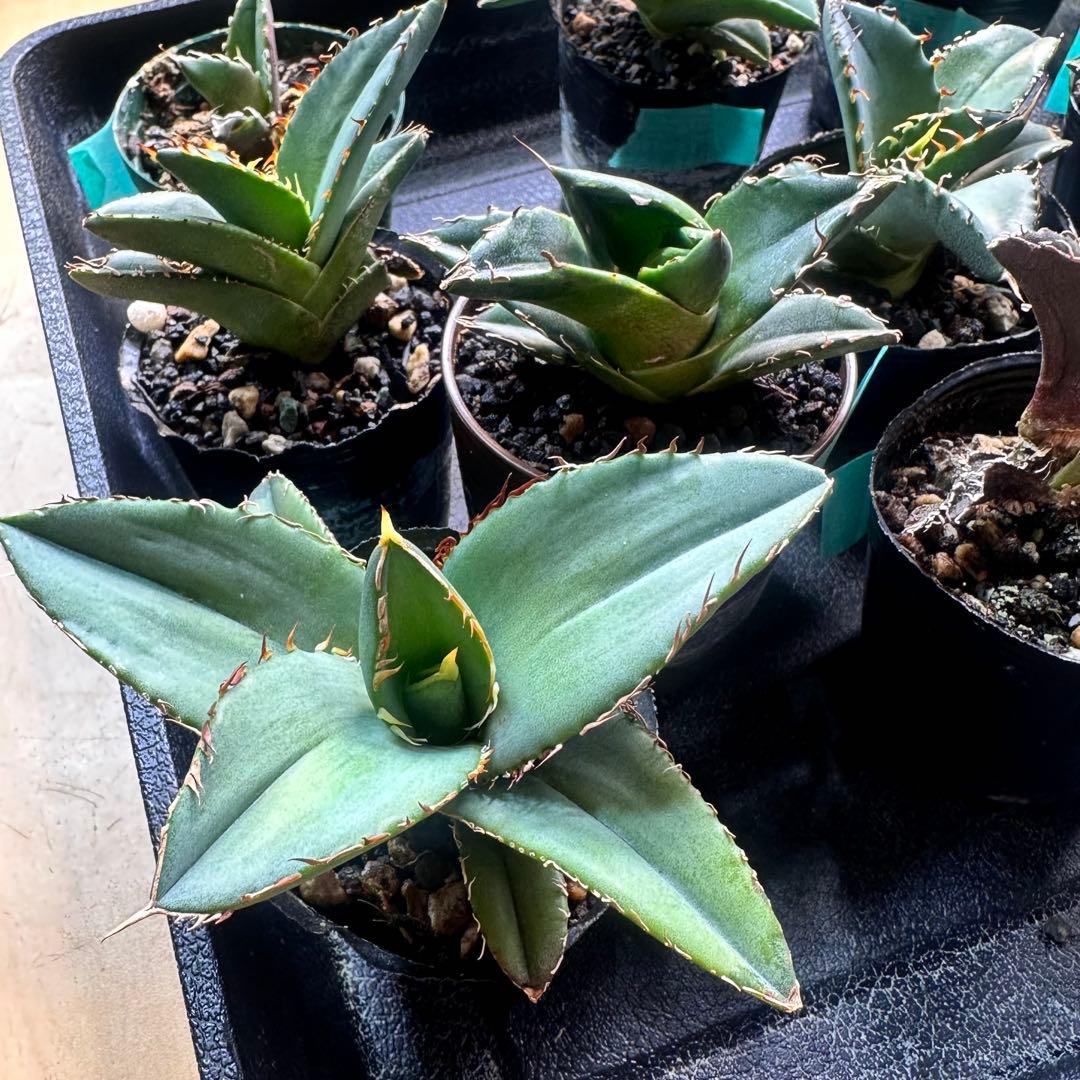 送料込み！ アガベ オテロイ実生 13株セット - メルカリ
