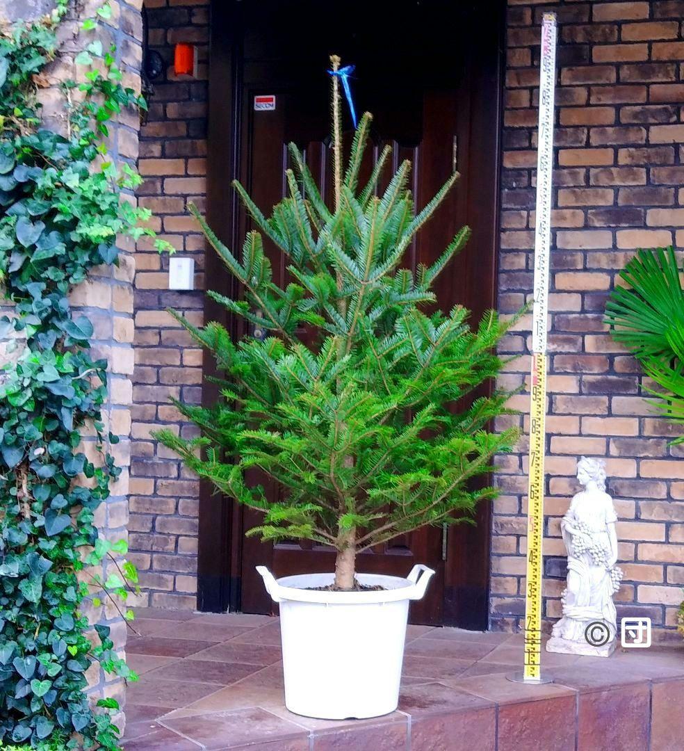 もみの木 モミの木 苗木 大型180cm❗整った樹形❗ 極太