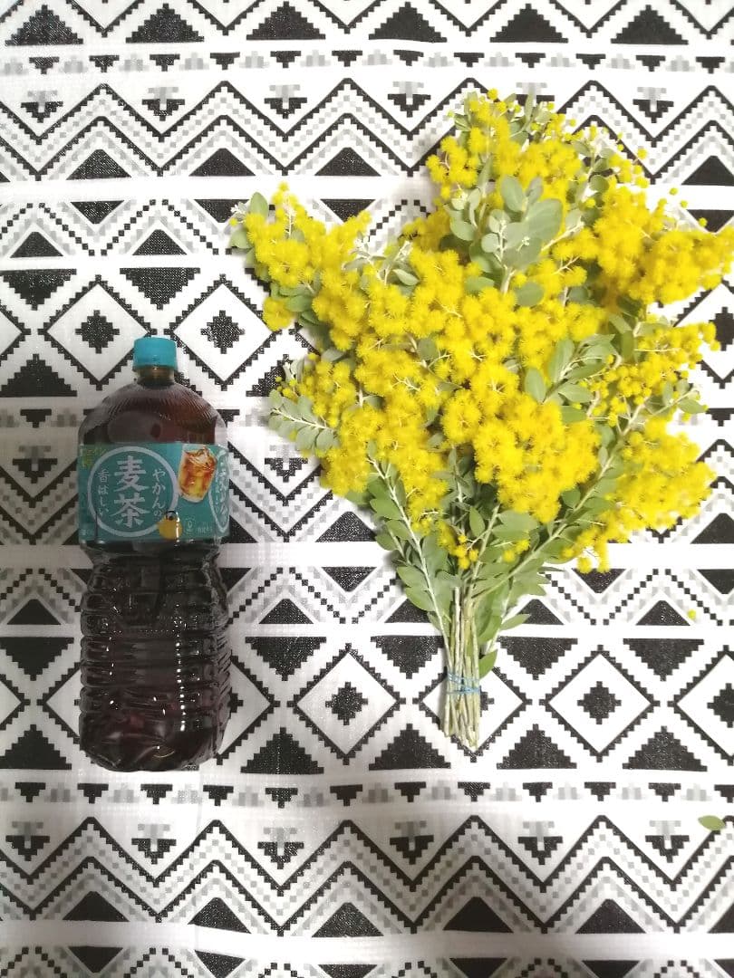 ミモザ パールアカシア フレッシュ 80サイズ (保水あり) - メルカリ