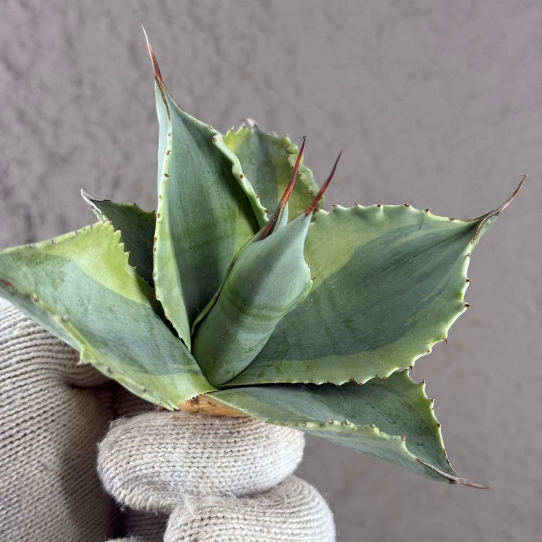 【アガベ オバティフォリア“オルカ”】地植え/-18℃まで/極上　L2