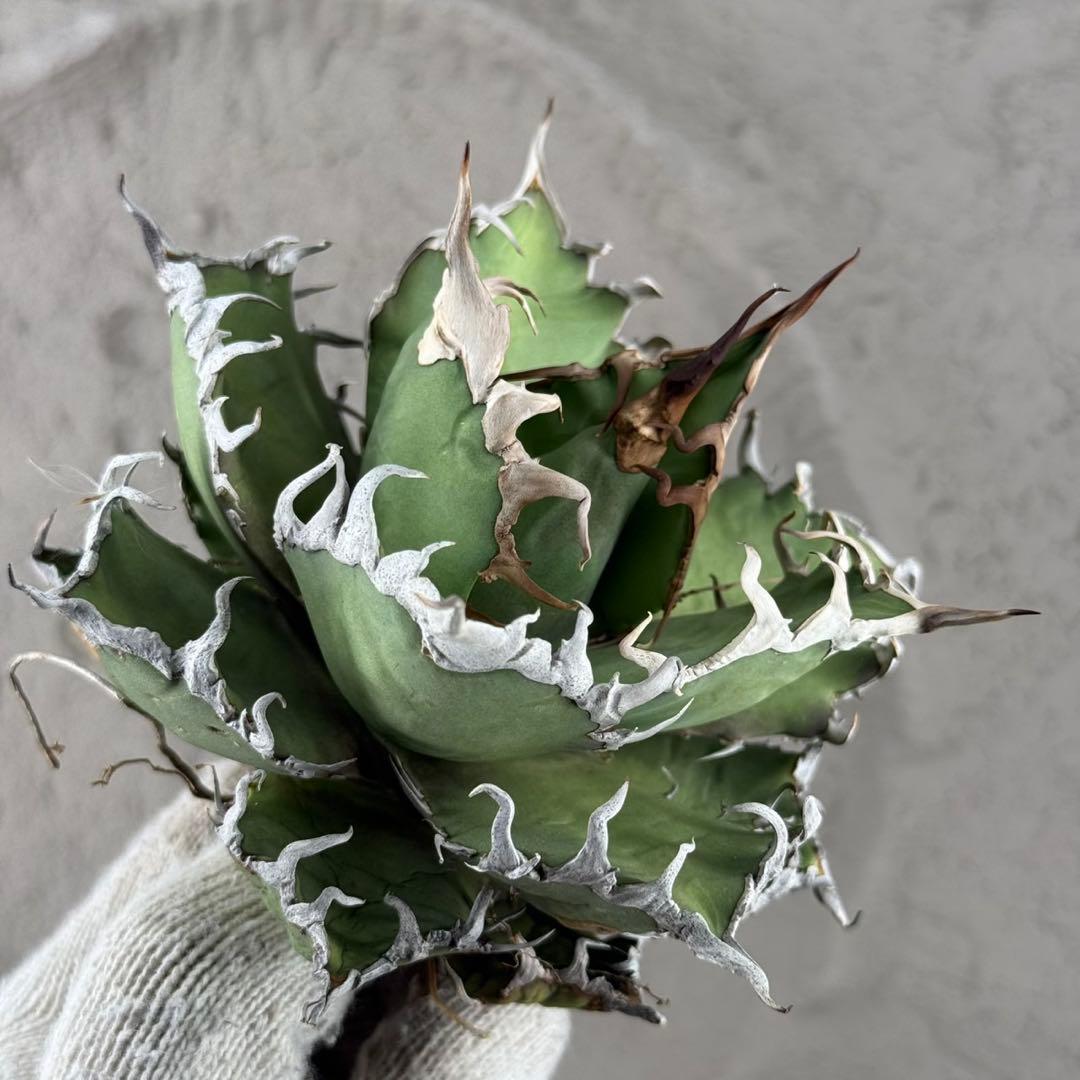 アガベ チタノタ “陽炎シーザー”】/極上強刺/オアハカ/特選/H-7 - メルカリ