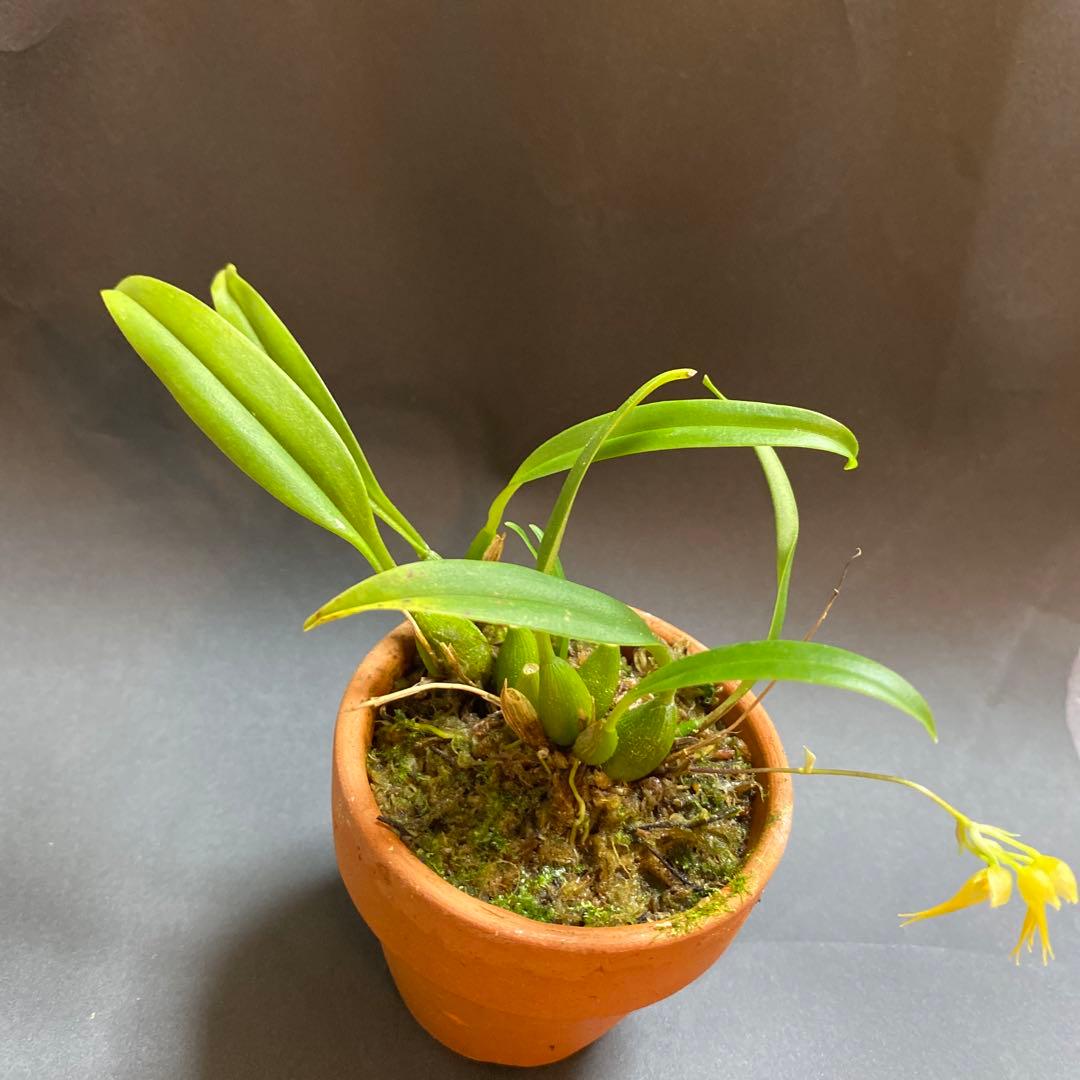 開花中 洋蘭原種 Bulb.scabratum バルボフィラム スカブラタム - メルカリ