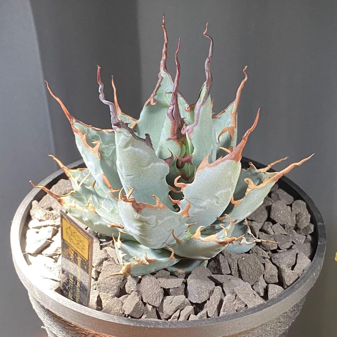 【陽炎選抜株】エボリスピナ×BBハイブリッド 実生選抜株