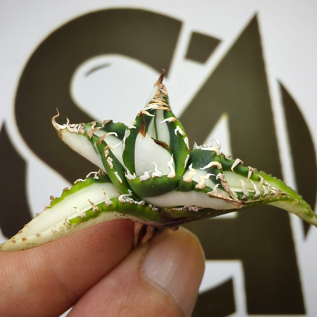 566 【上澳園芸】アガベ チタノタ SAD錦 白中斑 永久斑 極美株 - メルカリ