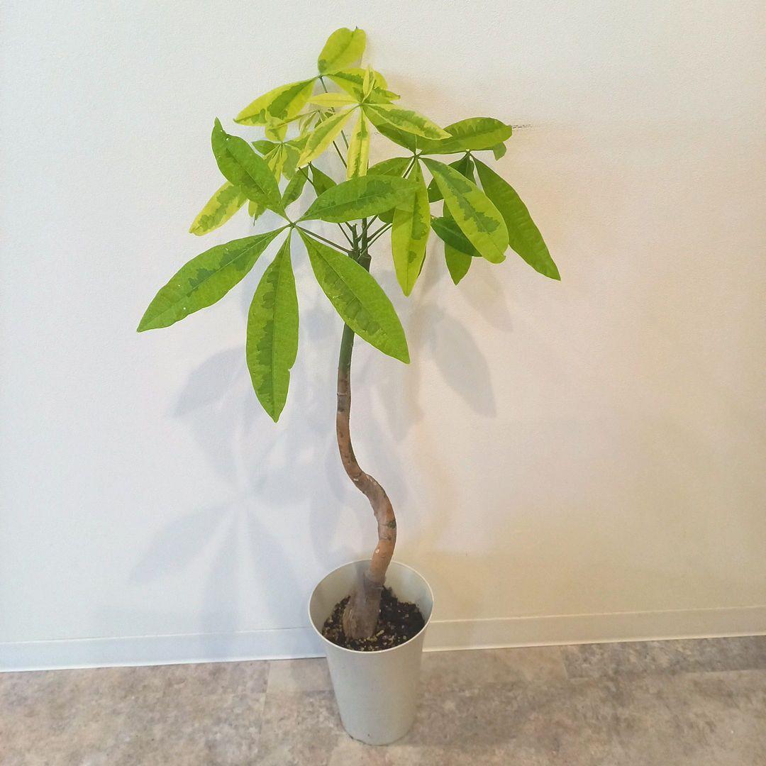 紅*椿様 超絶希少 パキラムーンライト 実生 幹太曲がり 極上斑入り