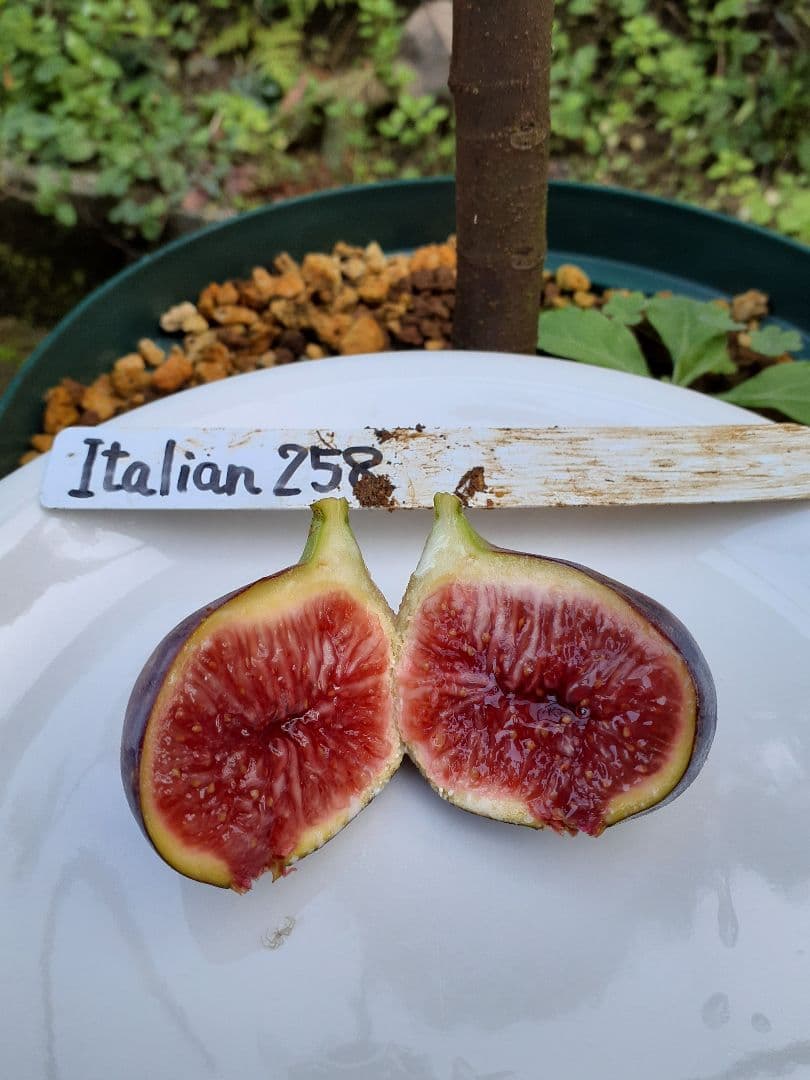 イチジク 2品種 穂木 - メルカリ