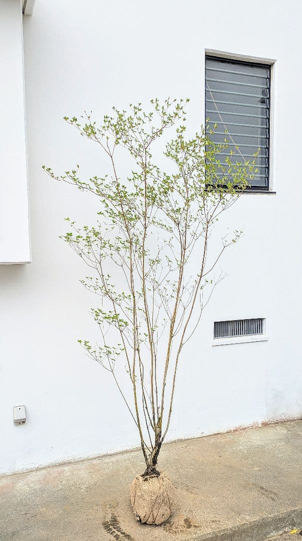 おちび、、、。その4