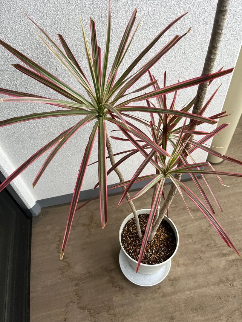 ドラセナ コンシンネ レインボー 140㌢ 室内インテリア