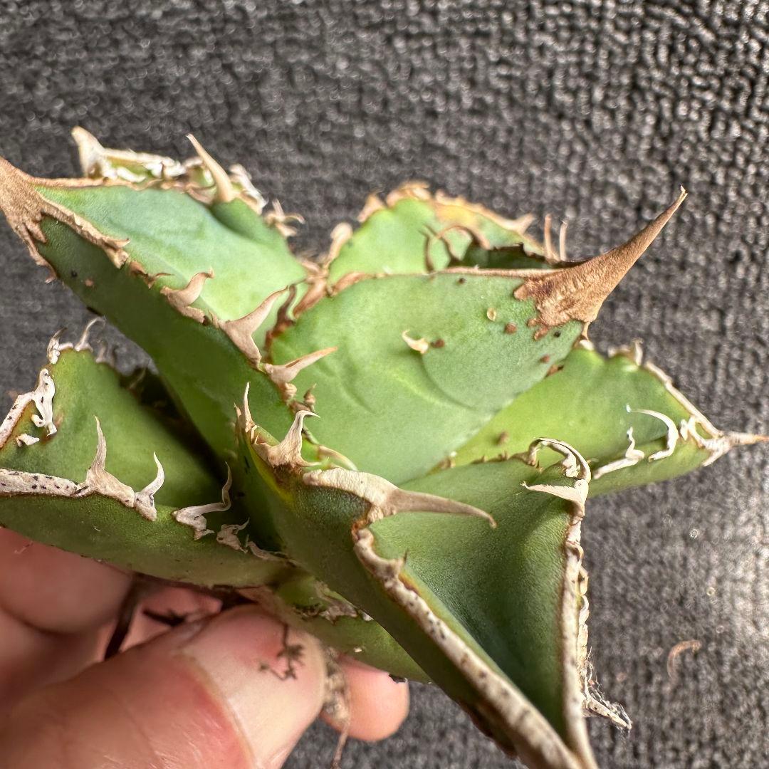 2006 アガベ チタノタ 星空 特選 表棘 優良血統 精選子株 2株セット