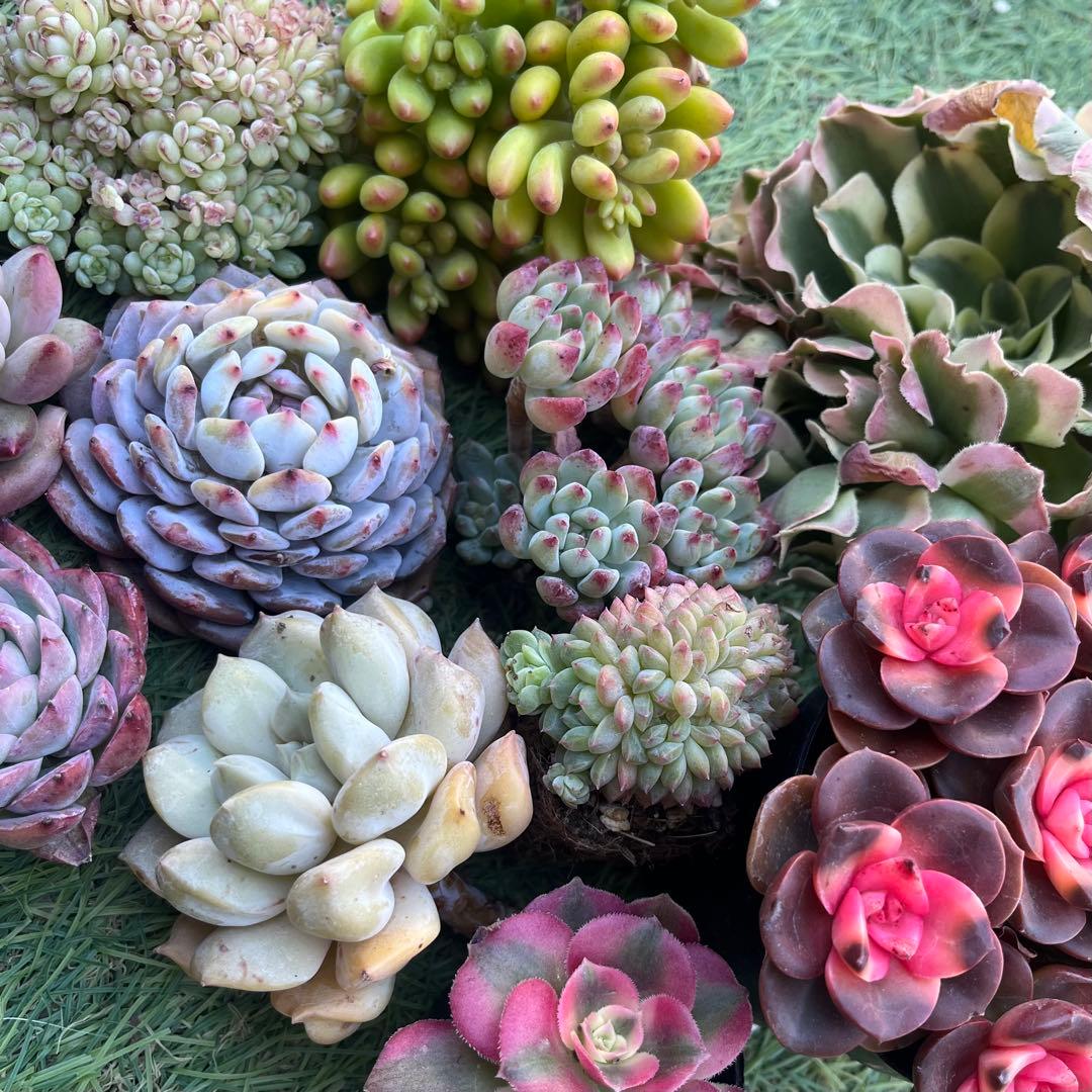 2026多肉福袋 豪華12苗 - メルカリ