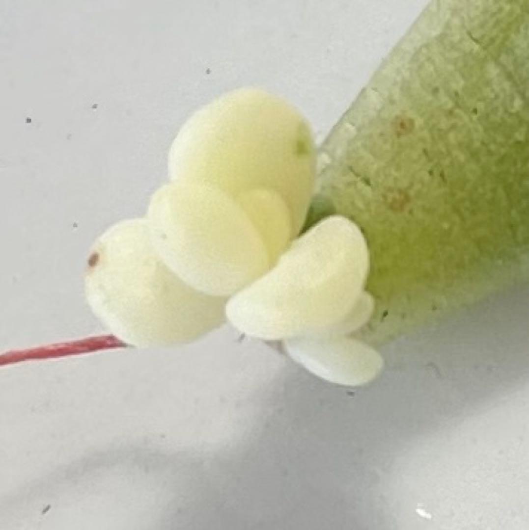 おまとめ中！多肉植物^o^ 葉挿し赤ちゃん全斑！シャンパンライム錦 放っておく加減が意外と難しい「多肉植物」。葉挿しや挿し木で増やす