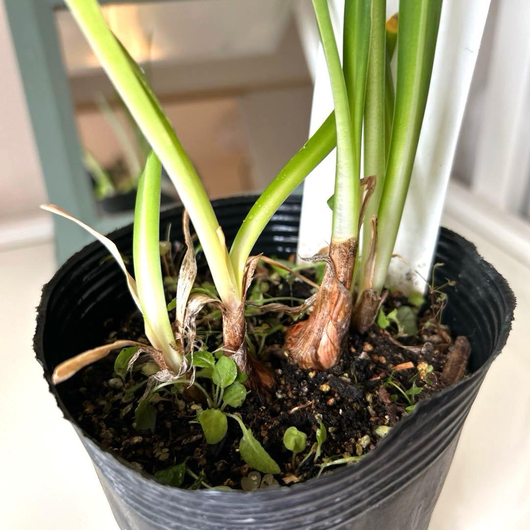 【レア苗】【大株】アガパンサス　カーボネラ　4号ポット苗《9/5》