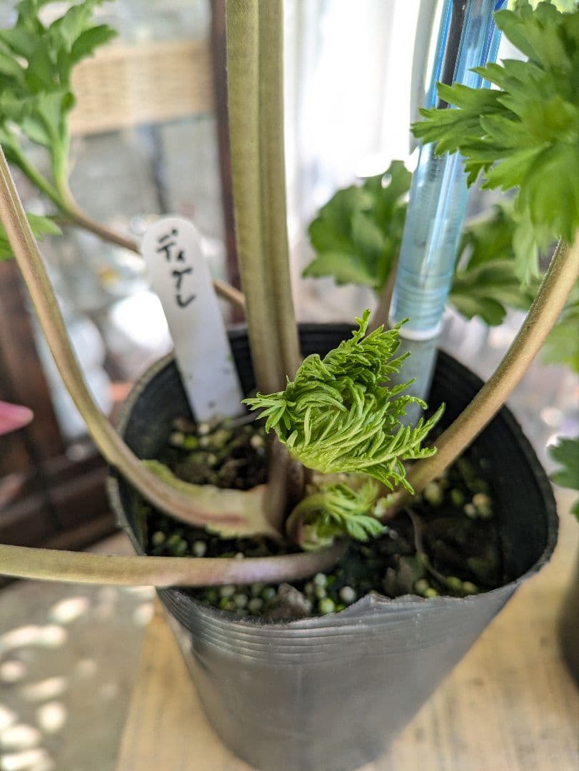 ♡べーしーる様♡