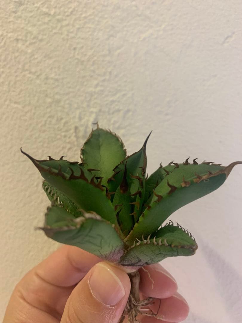 goodtaniku】Gt オアハカ実生 - メルカリ