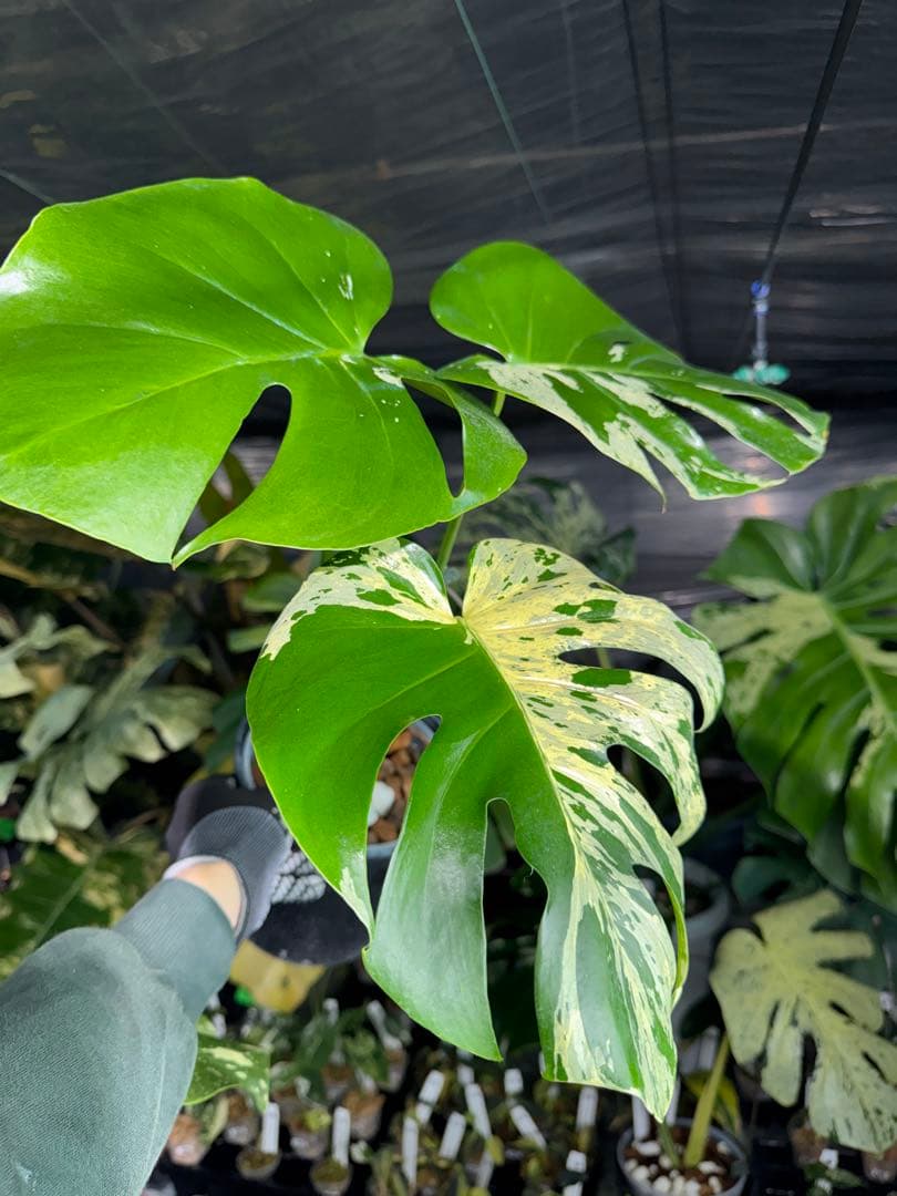大株 極太茎4枚葉 モンステラセブブルーミント イエローマリリン 鉢