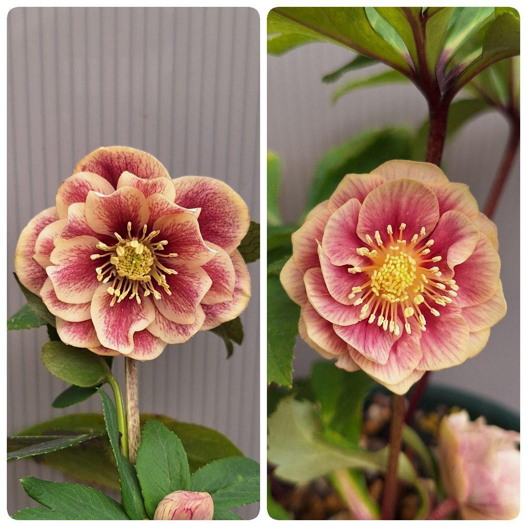 ♧ クリスマスローズ ソレイユ交配開花株 小輪ソレイユ受粉済み - メルカリ