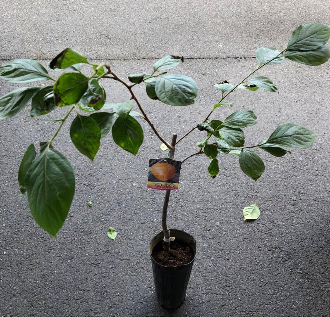 甘柿苗木 小春 接木大苗 約100㌢ メルカリ便 - メルカリ