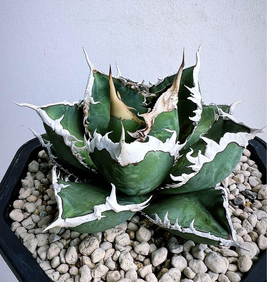 Utaka様 専用 アガベ チタノタ 狼人 - メルカリ