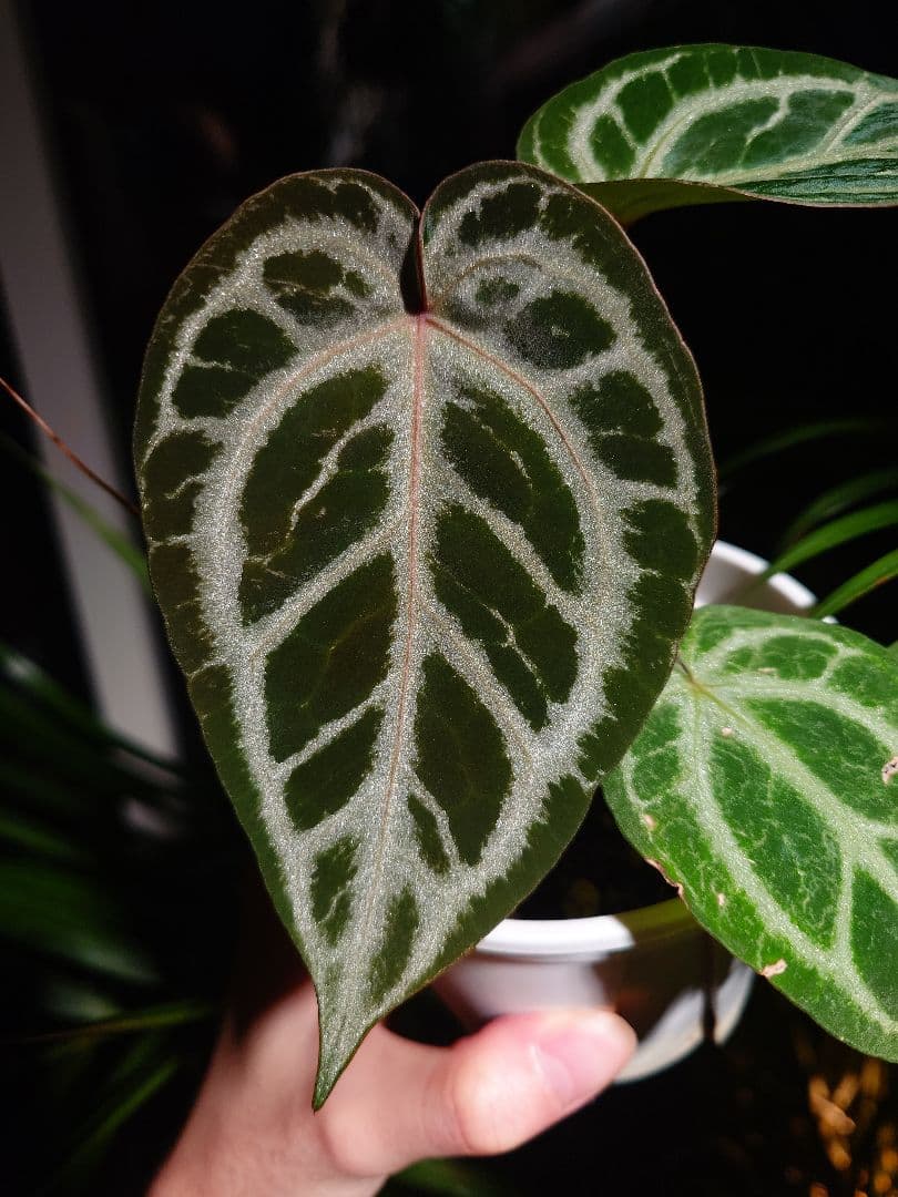 Anthurium 'SKG Silver'x Red Crystallinum - メルカリ