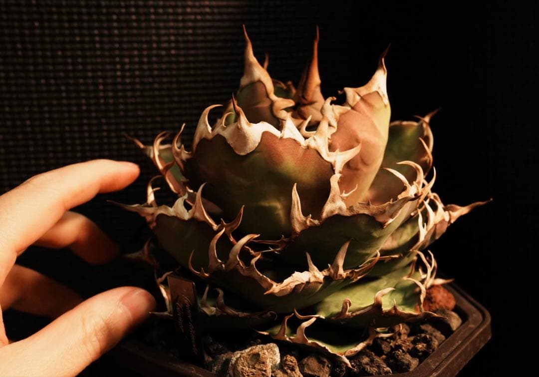 アガベ チタノタ シーザー オテロイ 検) 悪魔くん スーパーチタノタ