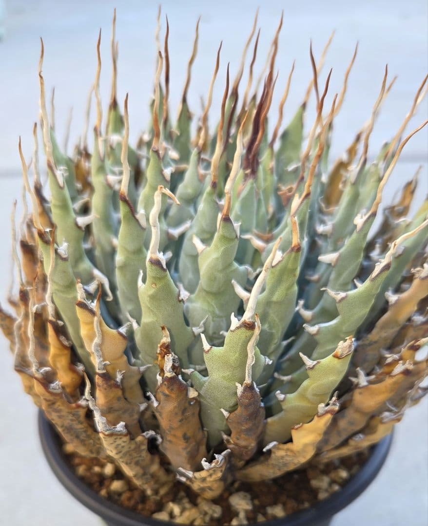 アガベ　ユタエンシス　エボリスピナ　陽炎　発根済 アガベ ユタエンシス エボリスピナ 陽炎 発根済み | GREEN LUCK