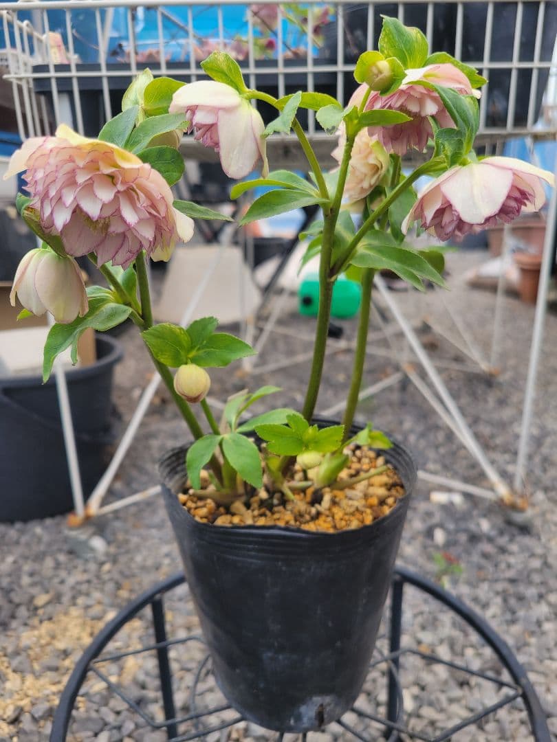 加藤農園 超多弁交配 クリスマスローズ - メルカリ