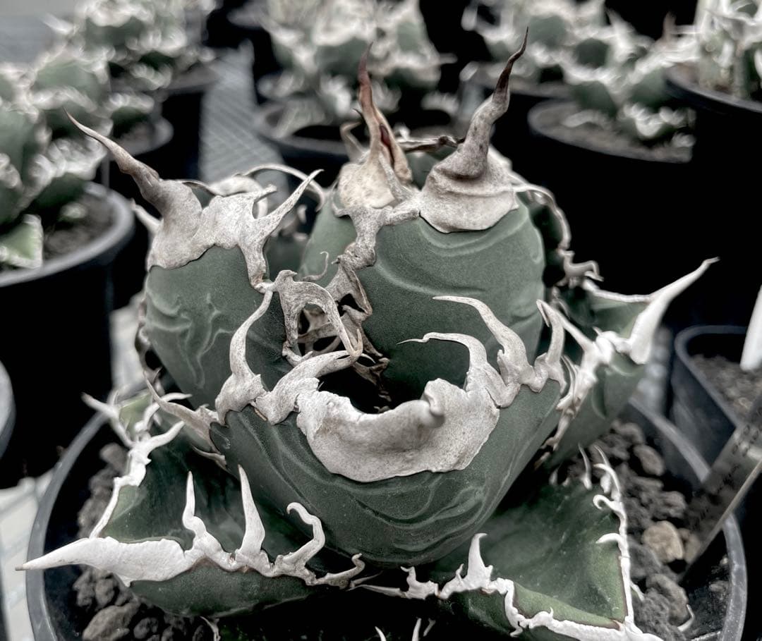 精品美株【CG産】アガベスーパーチタノタ悪魔くん スパチタBAKEMONO