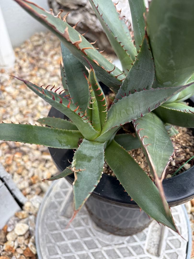 USシャウィー - メルカリ