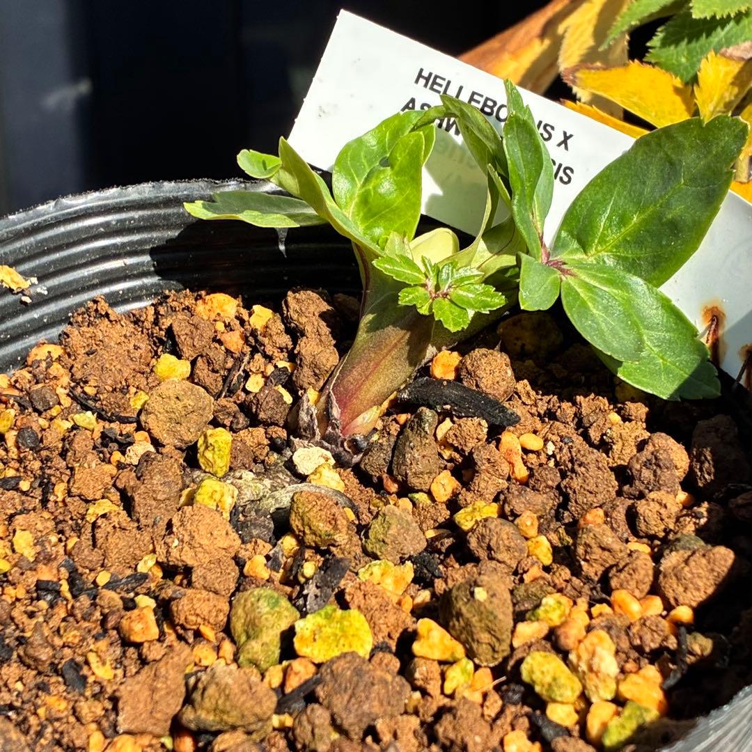 u*0様 ☘️蕾付☘️タグ付⭐️3389⭐️ASHWOODIENSIS⭐️BRI