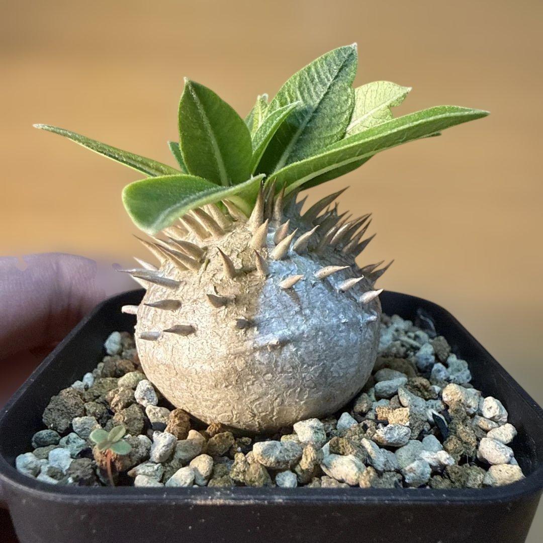 極上】デンシカウレ 恵比寿大黒 プレステラ75 活着株 速達 グラキリス