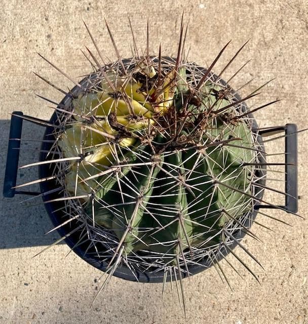 サボテン【巨鷲玉錦・斑入り】自社交配/実生/蔵出し1個限定/現品