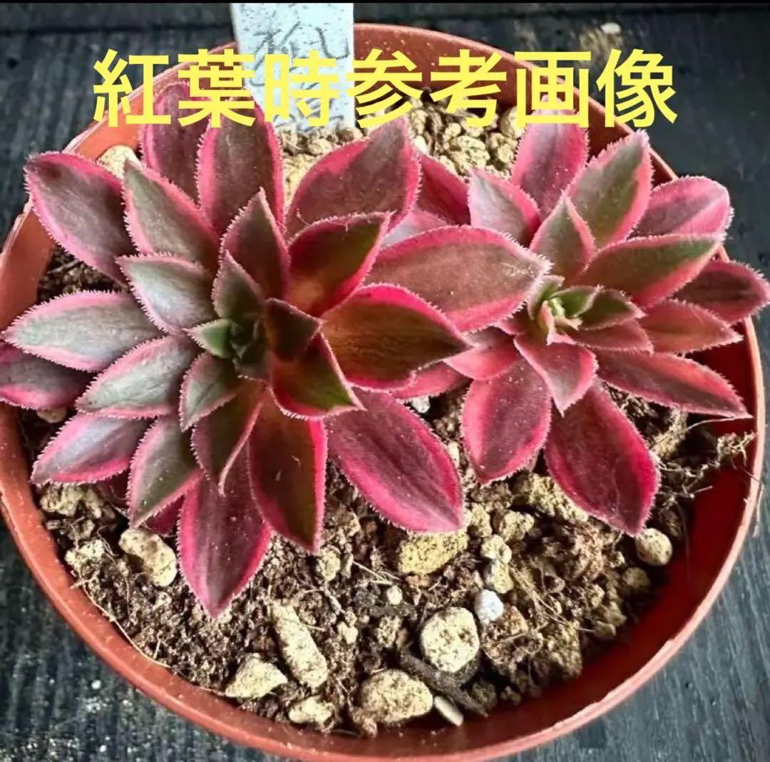 アエオニウム 九尾狐錦③⭐️お買い得 - メルカリ