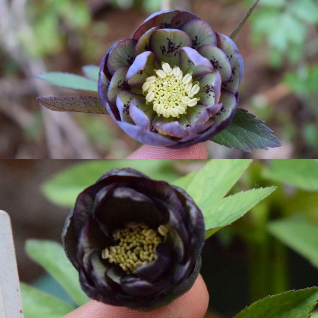 速達】クリスマスローズ 苗 ddグリーンスポット×ddグレープバイカラー