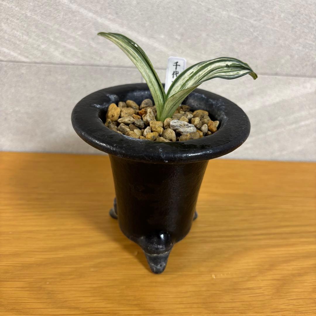 万年青 千代田の松 薄葉系 鉢付き おもと - メルカリ