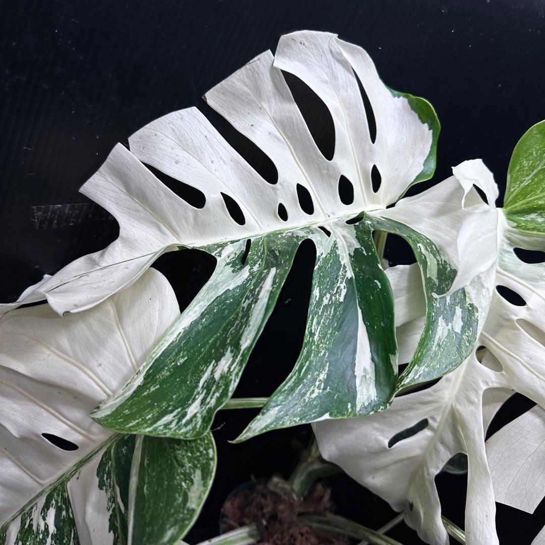 斑入りモンステラ ホワイトタイガー極美大株54cm白斑多 - メルカリ
