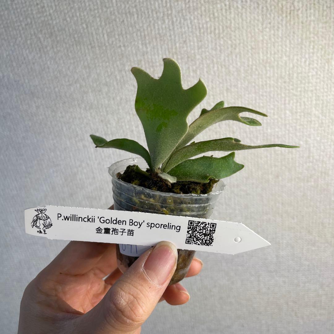 ビカクシダ P.willinckii Golden boy spore - メルカリ