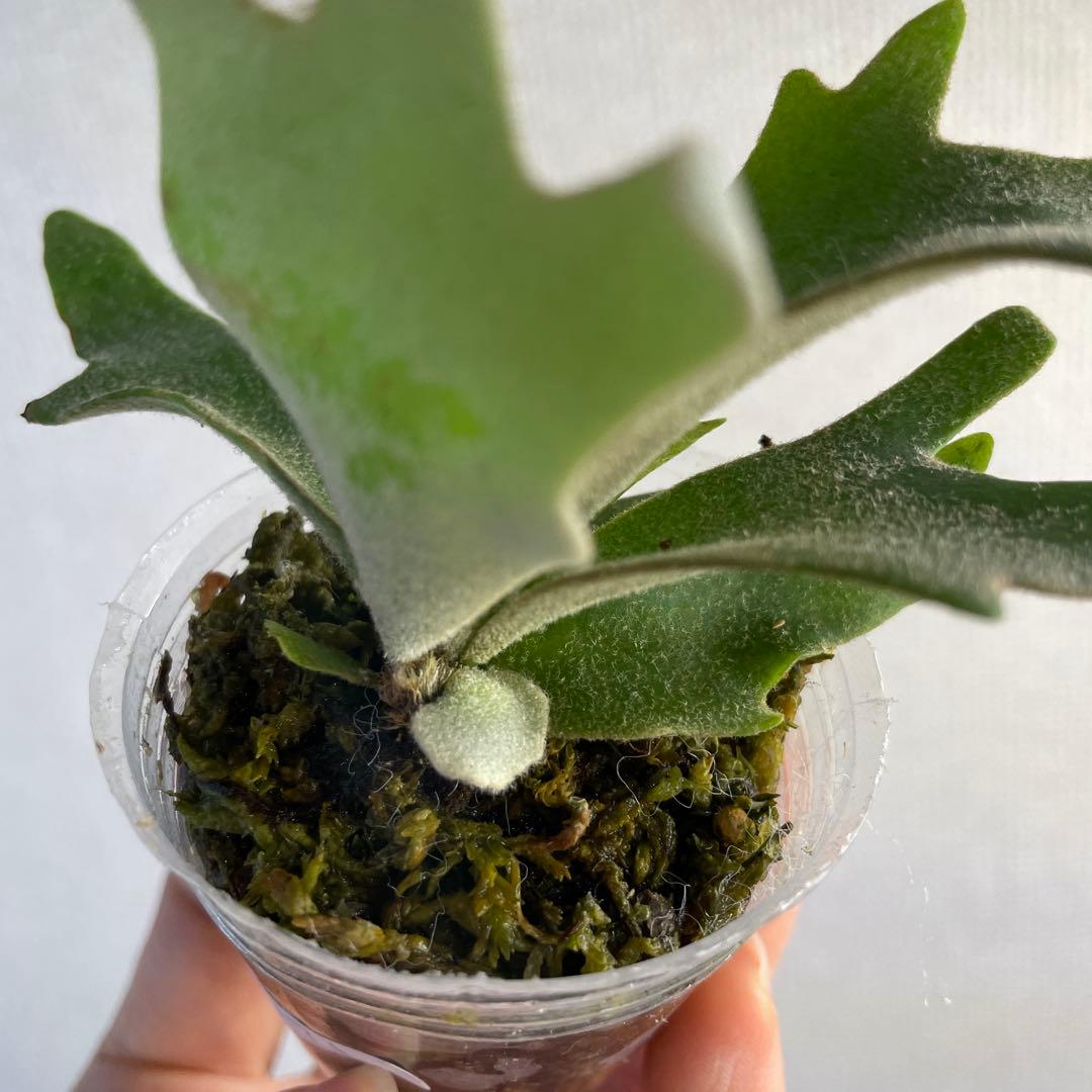 ビカクシダ P.willinckii Golden boy spore - メルカリ