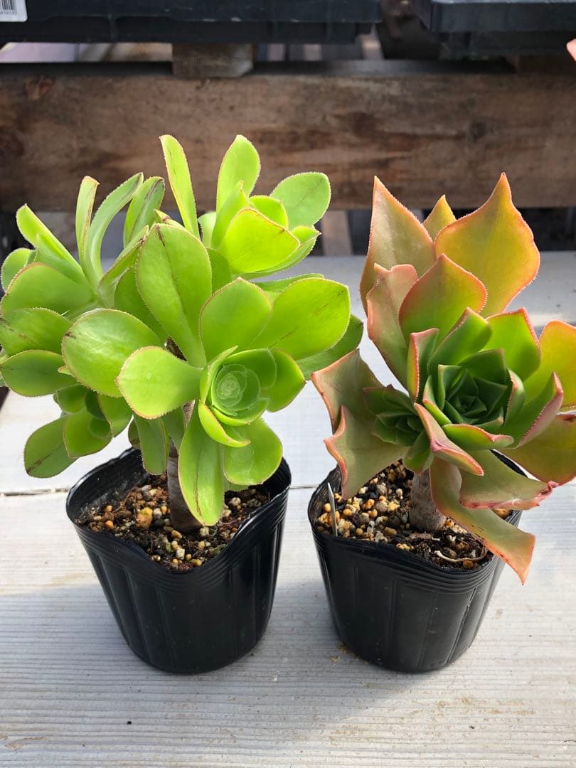 アエオニウム♡抜き苗セット - メルカリ
