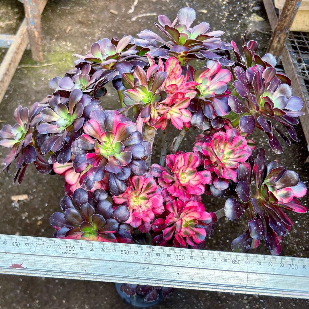 厳選‼️アエオニウム　シャネルレインボー　七彩ハーフ顔　株ごと　巨大株　抜き苗