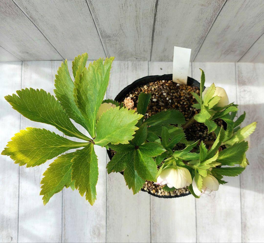 クリスマスローズ 加藤農園② リトルプリマヴェーラ系 多花 花苗 5号 1