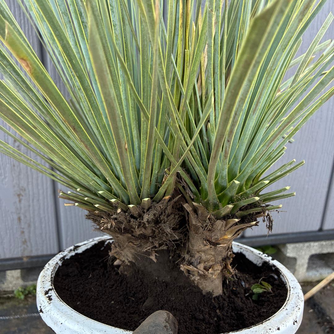 トリプルヘッド ユッカロストラータ - メルカリ